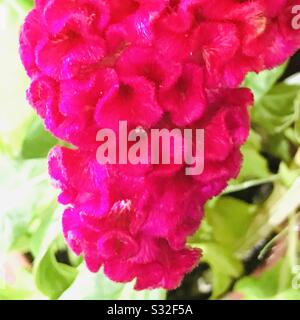 Celosia argentea var. Cristata aka cockscomb, flower looks like the head on a rooster an ornamental plant,Kozhichutta in Malayalam Stock Photo