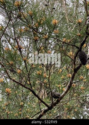Small needle pine tree in full bloom in the forest Stock Photo