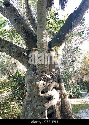 A Florida Strangler fig tree wrapped around a palm tree. Stock Photo