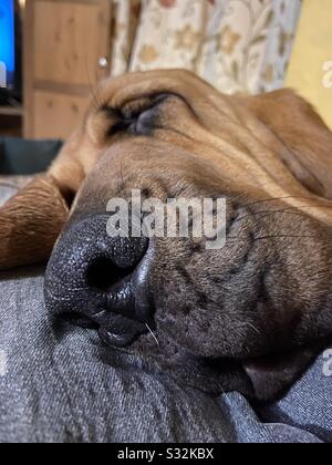 Sleeping bloodhound Stock Photo