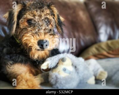 A close up portrait of a beautiful young Airedale Terrier puppy at 5 months. Pet dog portrait lying on sofa with toy Stock Photo