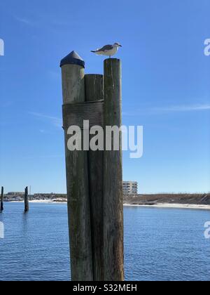 Seagull on large log boating dock pole with view of harbor water Stock Photo