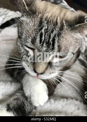 siamese tabby mix cat rehoming