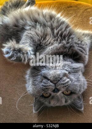 British grey cat laying down on bed looking upside down Stock Photo