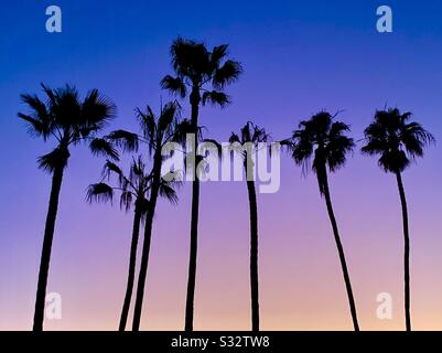 A line of palm trees are silhouetted against a multicolored sky in Southern California. Stock Photo