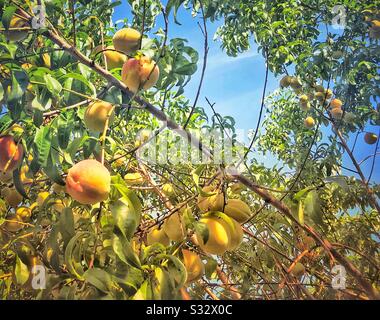 Summery ripe peaches on tree Stock Photo