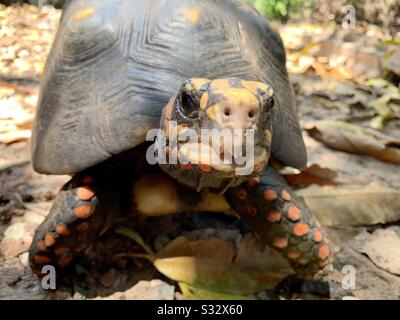 Red-footed Tortoise close-up Stock Photo