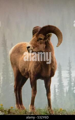 Wildlife of North America, Rocky Mountain Big Horn Sheep, Ovis canadensis Stock Photo