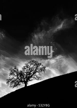 Winter oak tree silhouette in black and white Stock Photo