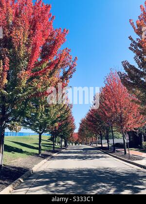 DUBUQUE, IOWA, Fall 2019– city street lined with beautiful flaming red maple trees under a bright blue sky on fall day at University of Dubuque campus entrance. Stock Photo
