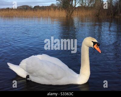 Close view of Mute Swan or Cygnus Olor swimming on a blue water lake in sunny winter day. Stock Photo