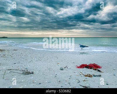 Seagull on the Beach. Lido Key Stock Photo