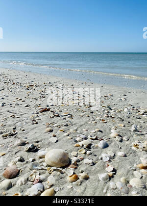 Shells on Marco Island Stock Photo