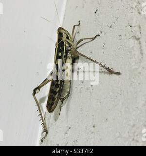 Locust,short horned brown colour Grasshopper with hairy legs going to fly standing in a wall, grass hopper- zoomed close up pic Stock Photo
