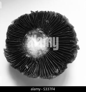 Zoomed close up shot of an upside down button mushroom bought from market , looks like aircraft shaft in black & white mode with a small heat shape hole in it Stock Photo