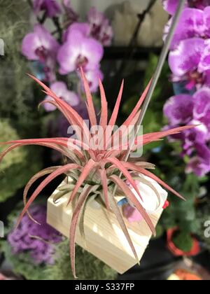 Pale red potted air plant hanging in string in a small garden.. colourful succulent plant in air Stock Photo