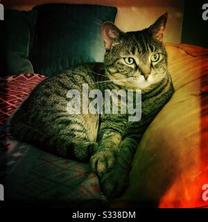 Tabby cat resting on bed Stock Photo