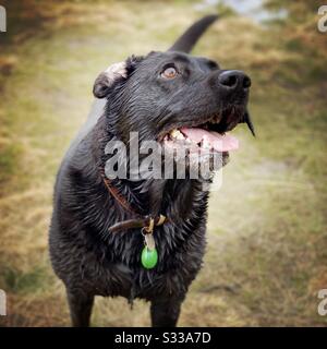 A closeup snout view portrait of a mature 8 year old Black Labrador pet dog out for a walk on a wet and muddy winter day. Open mouth with tongue out and soaked fur coat Stock Photo