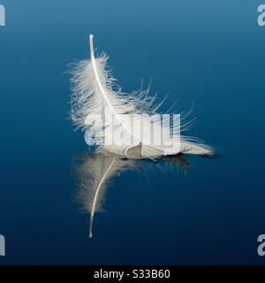 White feather floating on calm water Stock Photo