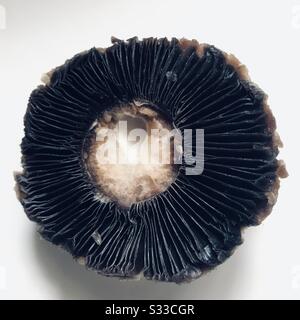 Zoomed close up shot of an upside down button mushroom bought from market , looks like aircraft shaft in colour change mode with a small heat shape hole in it Stock Photo