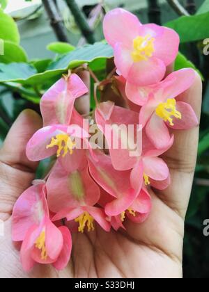 Bunch of hanging beautiful baby pink flowers in hand- visibly seen seeds in it - pink paper like flowers-Polka dot Begonia, Begonia maculata flowers-cane begonia, clown begonia-hand holding flowers Stock Photo