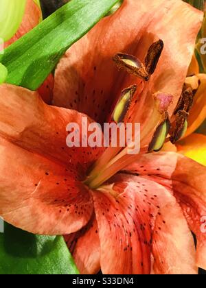 Tiger Lily aka Asiatic lily in a bouquet - orange Lilly - orange flower with stamen - zoomed pic Stock Photo