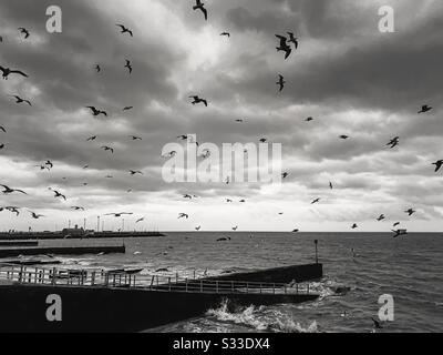 Seagulls swarm over the Western Undercliff beach in Ramsgate in monochrome Stock Photo