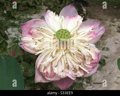 White and pink lotus flower Stock Photo