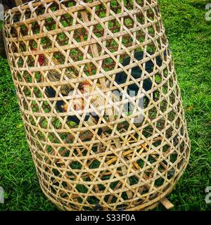 A caged male junglefowl at the permaculture farm at Desa Visesa, a luxury resort near Ubud, Bali, Indonesia Stock Photo