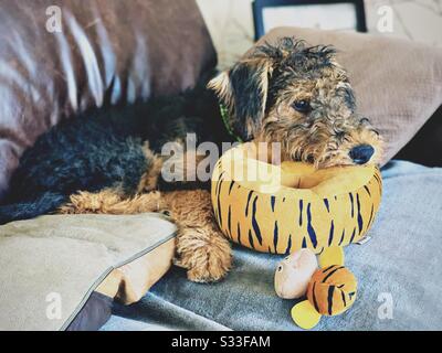 A closeup view of an Airedale terrier puppy dog resting on a sofa with soft cuddly stuffed toy. Stock Photo