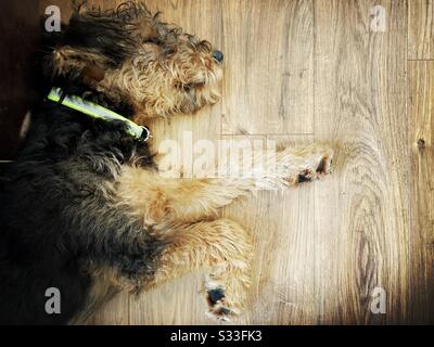 A top down view of a cute puppy. 6 months old Airedale Terrier sleeping on a wood floor in the home with paw extended out and copy space. Pet dog asleep Stock Photo