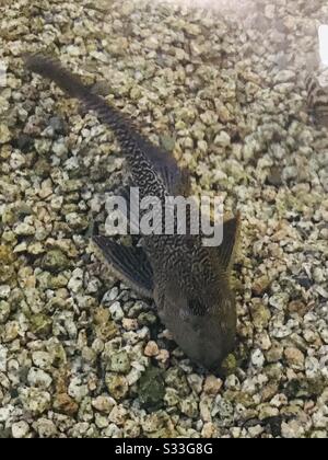 Black algae eater best sale