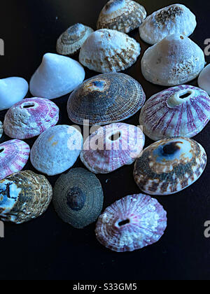 Limpet shells from the Pacific Ocean Stock Photo
