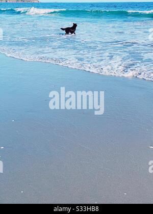 Black dog running into the ocean at Onetangi Beach on Waiheke Island, New Zealand. February 2020. Stock Photo