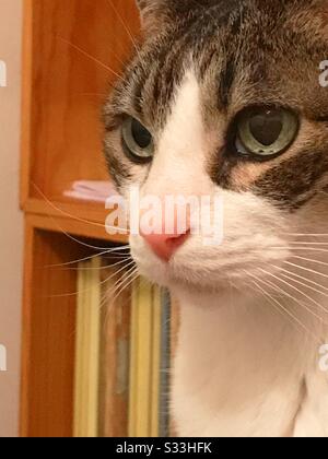 Tabby and white cat. Close view. Stock Photo