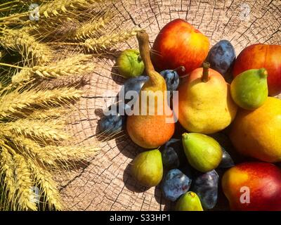 Wheat and autumn fruits like apples, pears, plums, figs, peaches, placed on a log Stock Photo