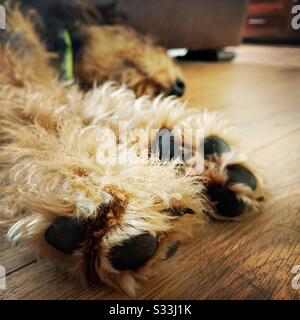A close up view on the two front paws of a sleeping Airedale Terrier pet dog. 6 months old cute puppy asleep on a wood floor. Details of furry pads, claws, feet. Stock Photo