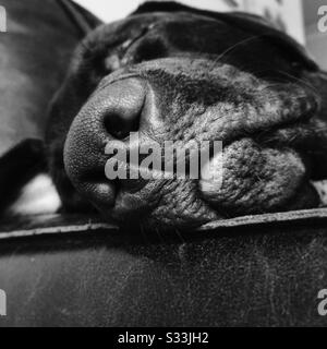 A closeup monochrome view of a Labrador sleeping on a leather sofa in the home, head resting over arm of chair, details of snout and whiskers Stock Photo