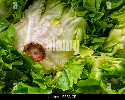 Head of Romaine Lettuce Stock Photo