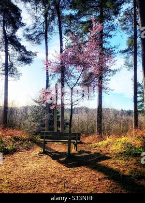 Empty bench in forest Uk Stock Photo