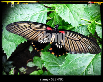 Papilio Lowi butterfly - naturospace - HONFLEUR Stock Photo