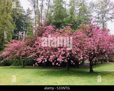 Cherry trees in full bloom during spring in Vancouver, Canada Stock Photo