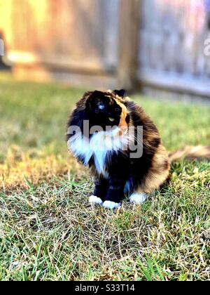 Portrait of beautiful long-haired calico cat on a lovely sunny Orlando day, my sister’s indoor companion pet, standing outdoors on grass with a wall or fence in background Stock Photo