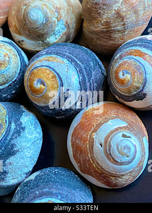 Closeup, turban shells Stock Photo