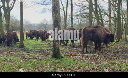 The European bison (Bison bonasus), also known as wisent in Elystad, Netherlands. Stock Photo
