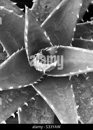 Top view of a wide open aloe vera plant - close up view in black & white mode Stock Photo