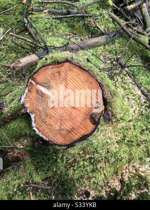 30 year old pine tree Stock Photo
