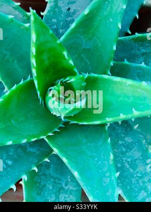 Top view of a wide open aloe vera plant - close up view -in colour change mode- medicinal succulent plant Stock Photo