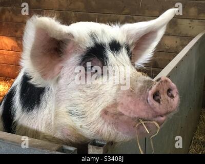 Happy smiling pig Stock Photo