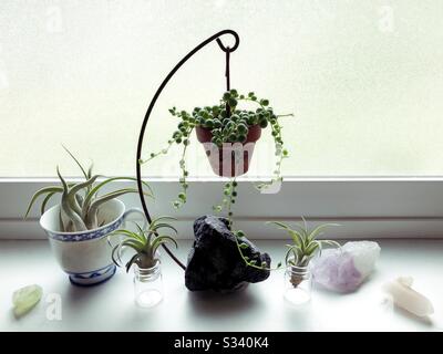 Air plants and string of beads plant on a window sill. Stock Photo